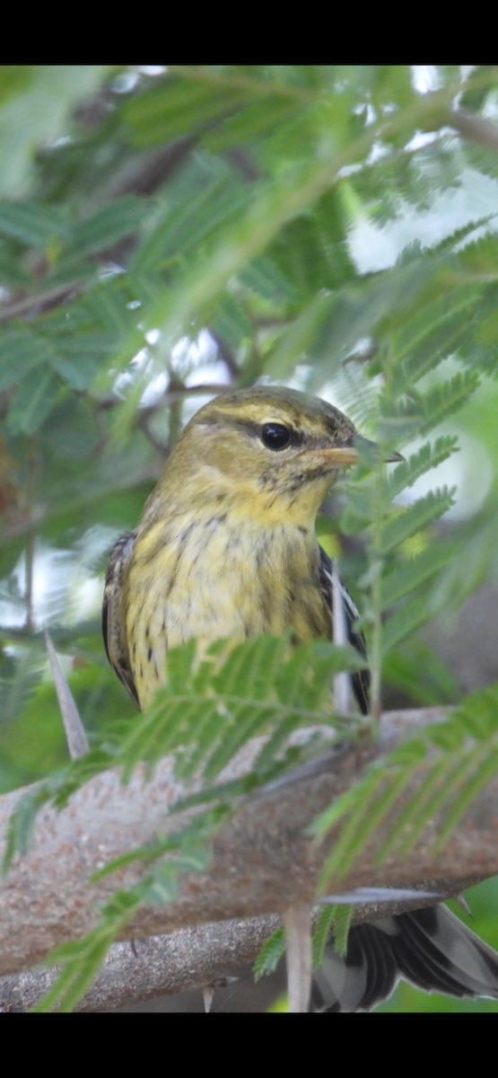 Blackpoll Warbler - ML644556421