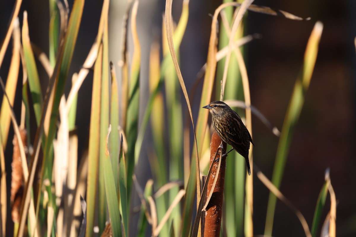 Red-winged Blackbird - ML644556427
