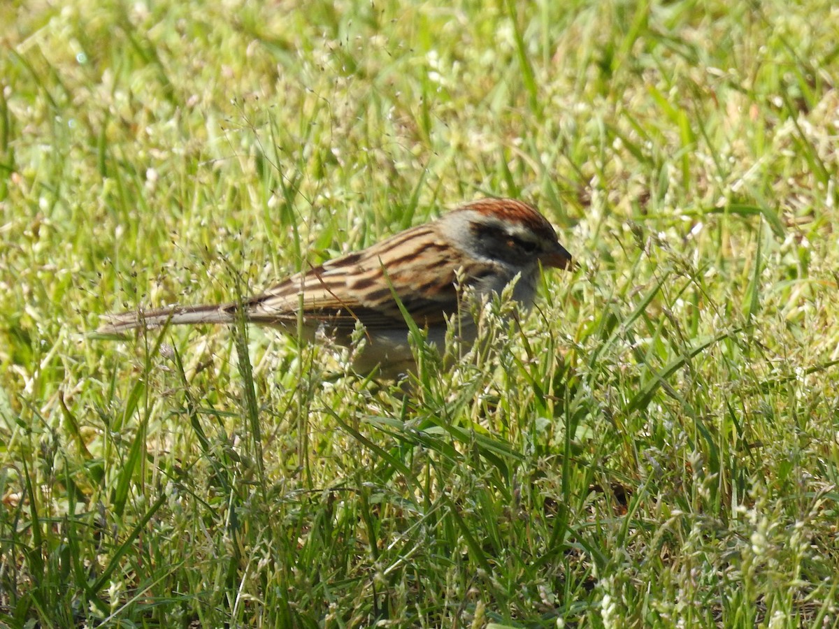 Chipping Sparrow - ML644556428