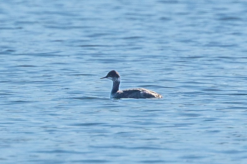 טבלן בינוני - ML644556434