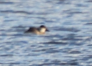 Американская савка - ML644556452