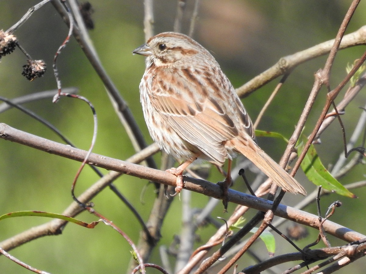 Song Sparrow - ML644556455