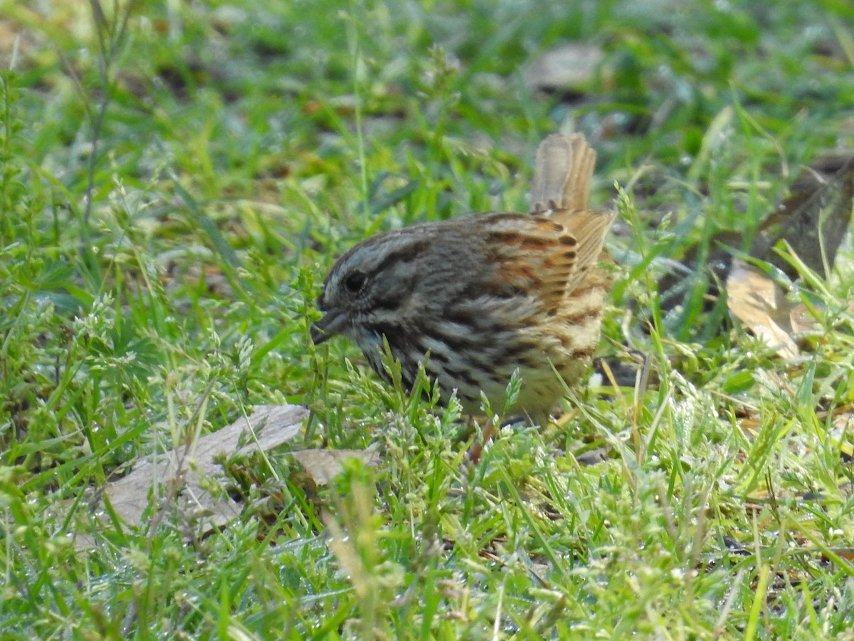 Song Sparrow - ML644556462