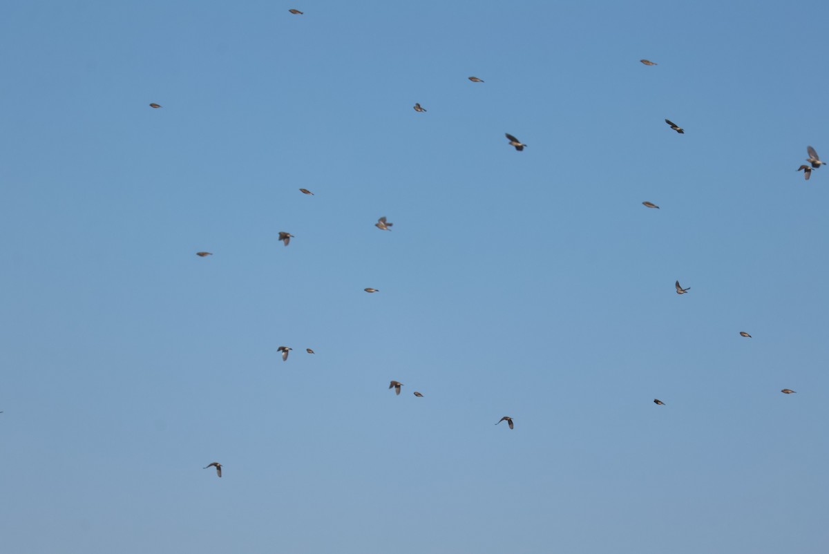 Подорожник чорногрудий - ML644556465