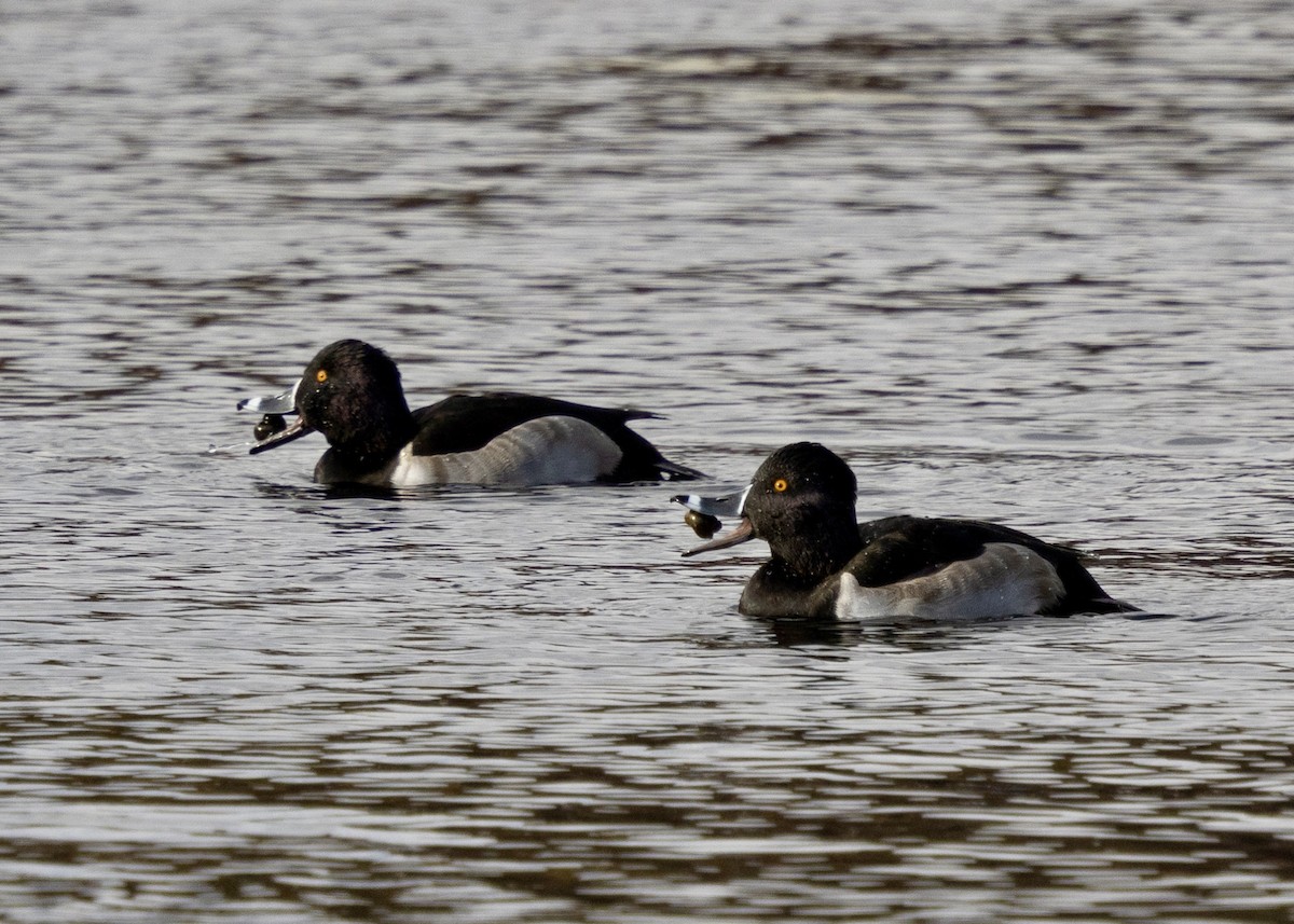 Moretta dal collare - ML644556468