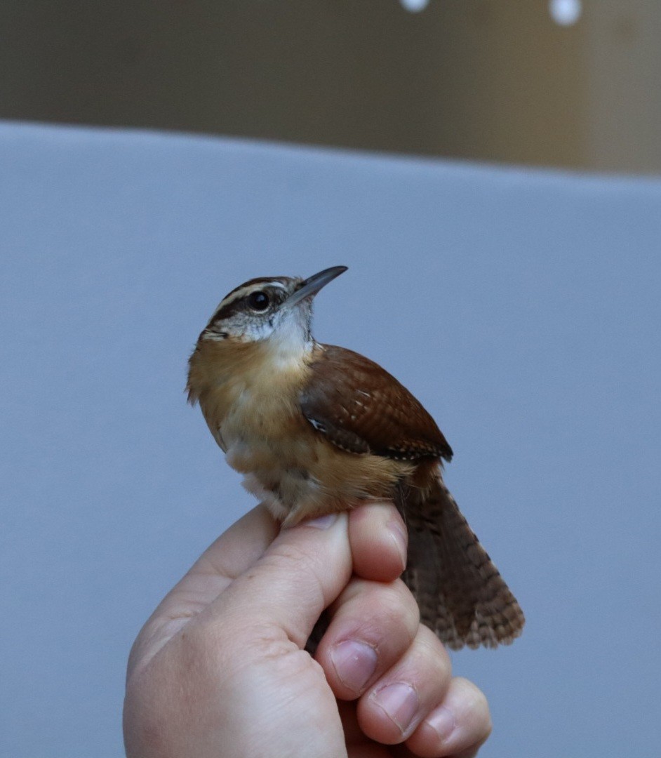 Carolina Wren - ML644556470