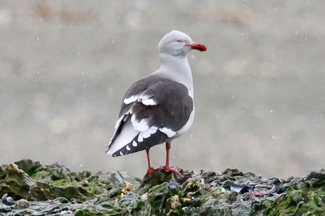 Goéland de Scoresby - ML644556471