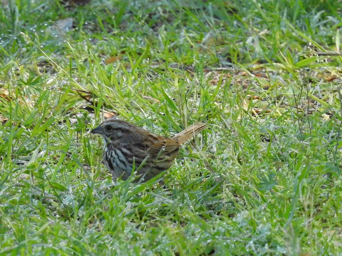 Song Sparrow - ML644556473