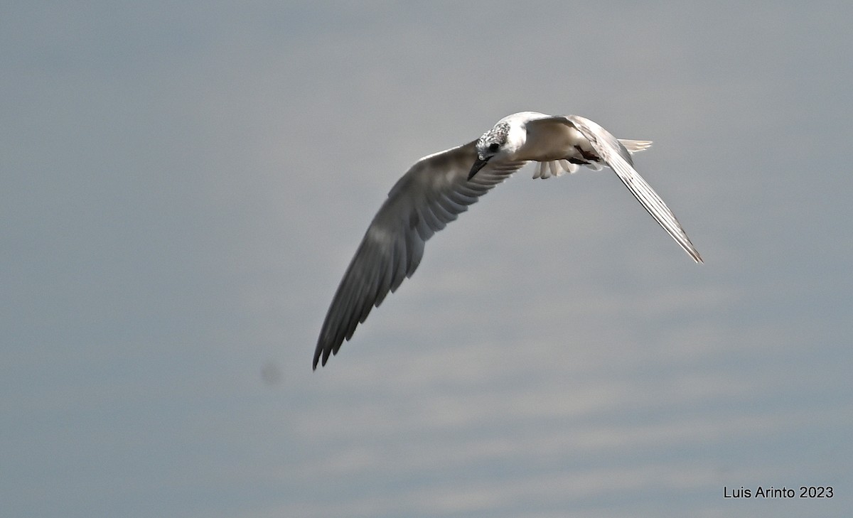 Gull-billed Tern - ML644556474