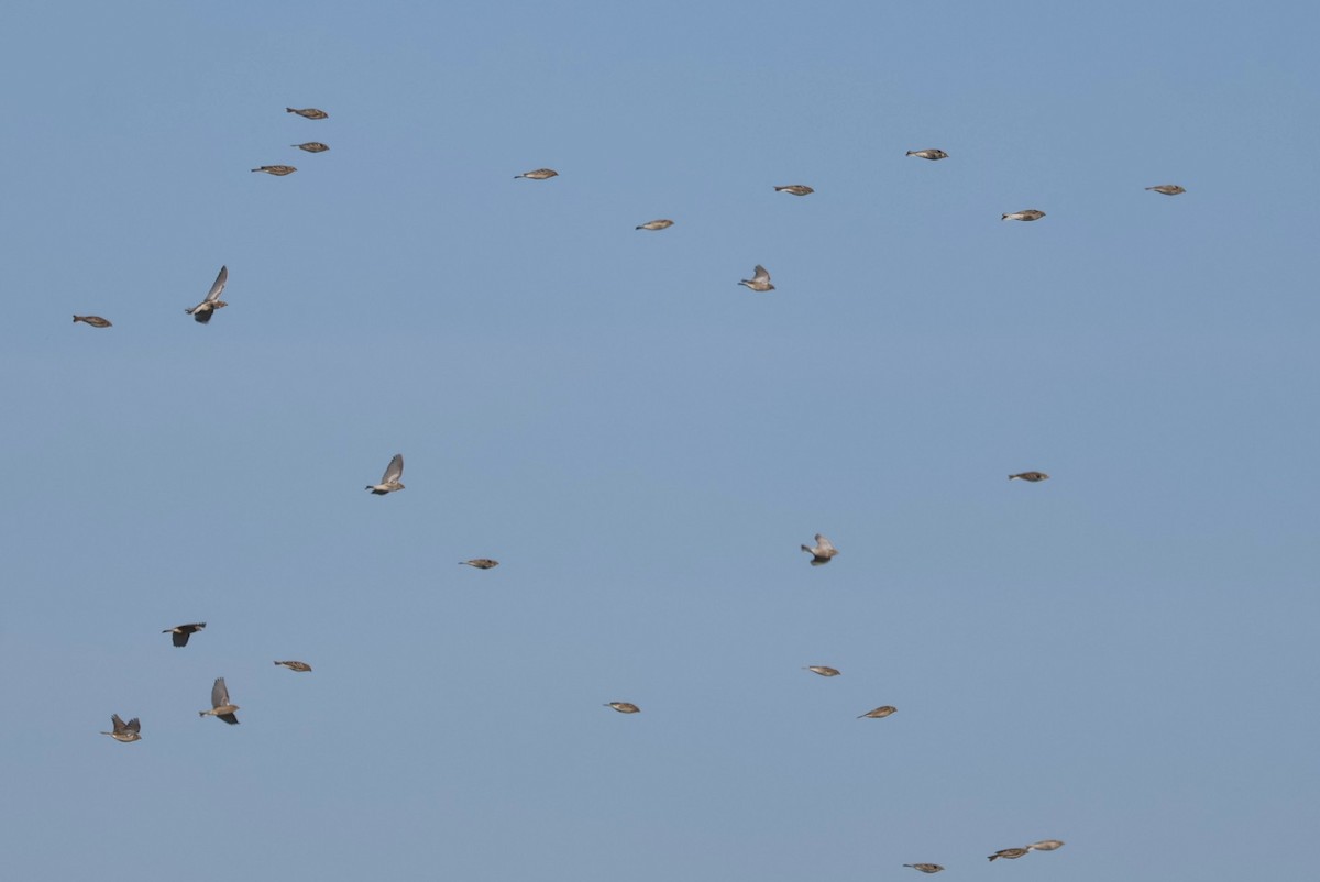 Подорожник чорногрудий - ML644556478