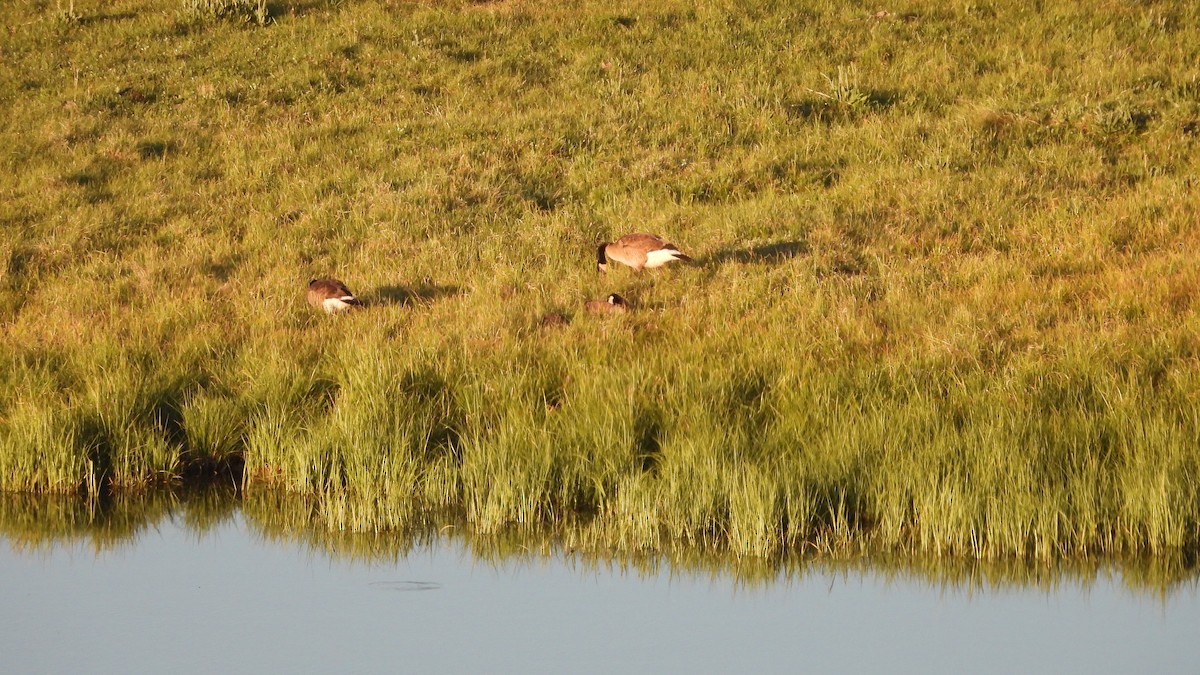 Канад галуу - ML644556494