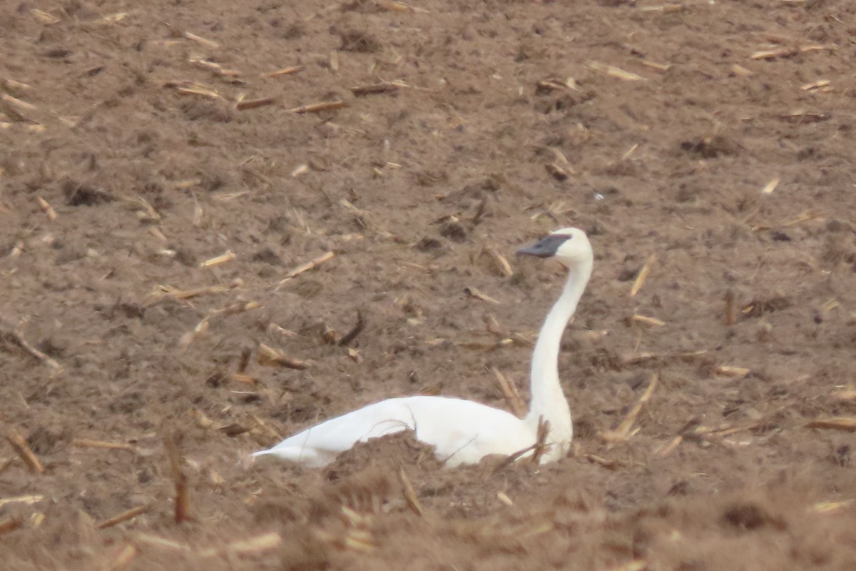 Trumpeter Swan - ML644556498