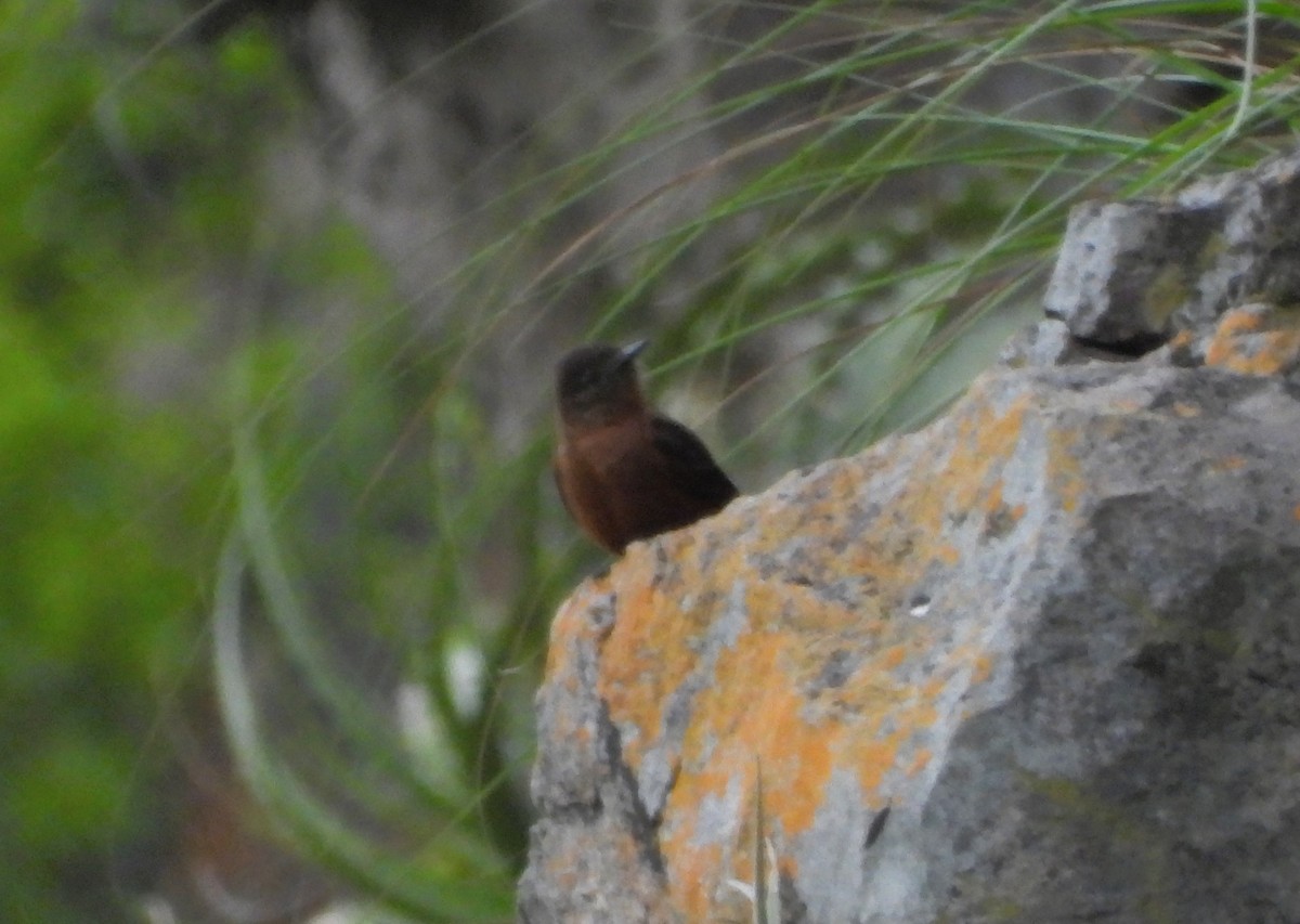 Cliff Flycatcher - ML644556505