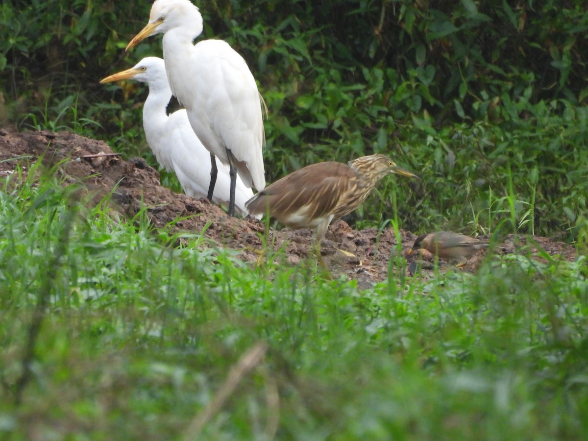 Brahminy Starling - ML644556506