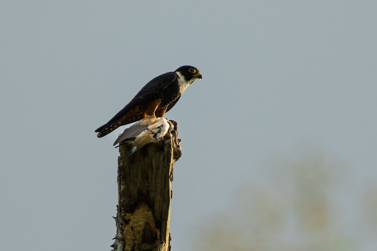 Bat Falcon - ML644556508