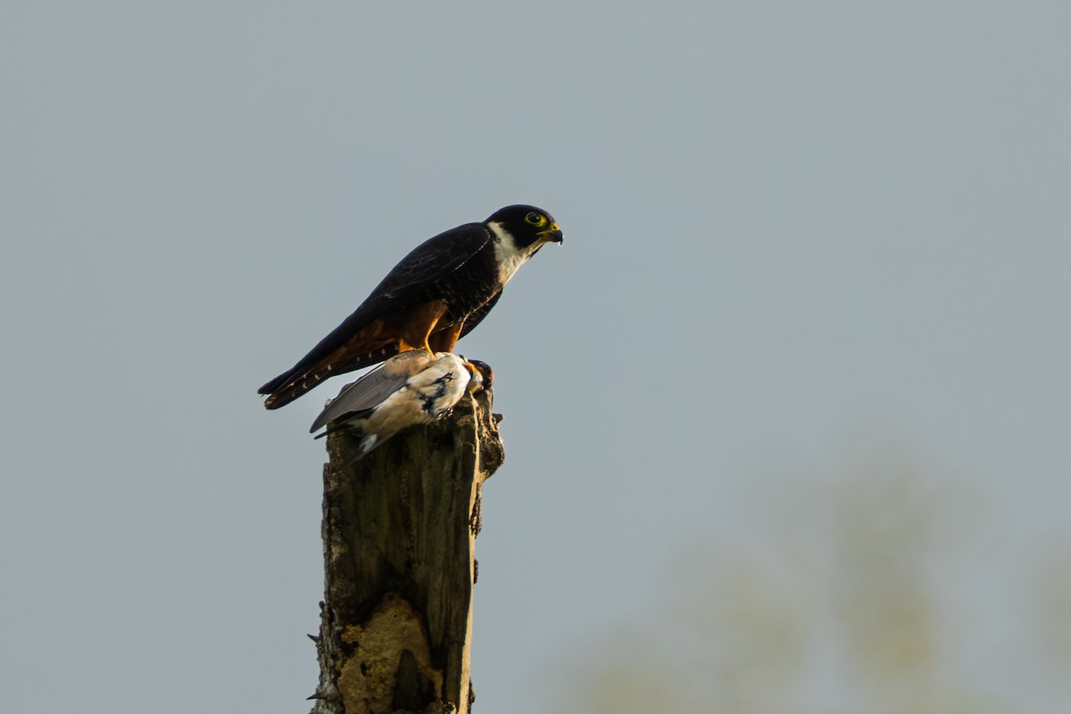 Bat Falcon - ML644556509