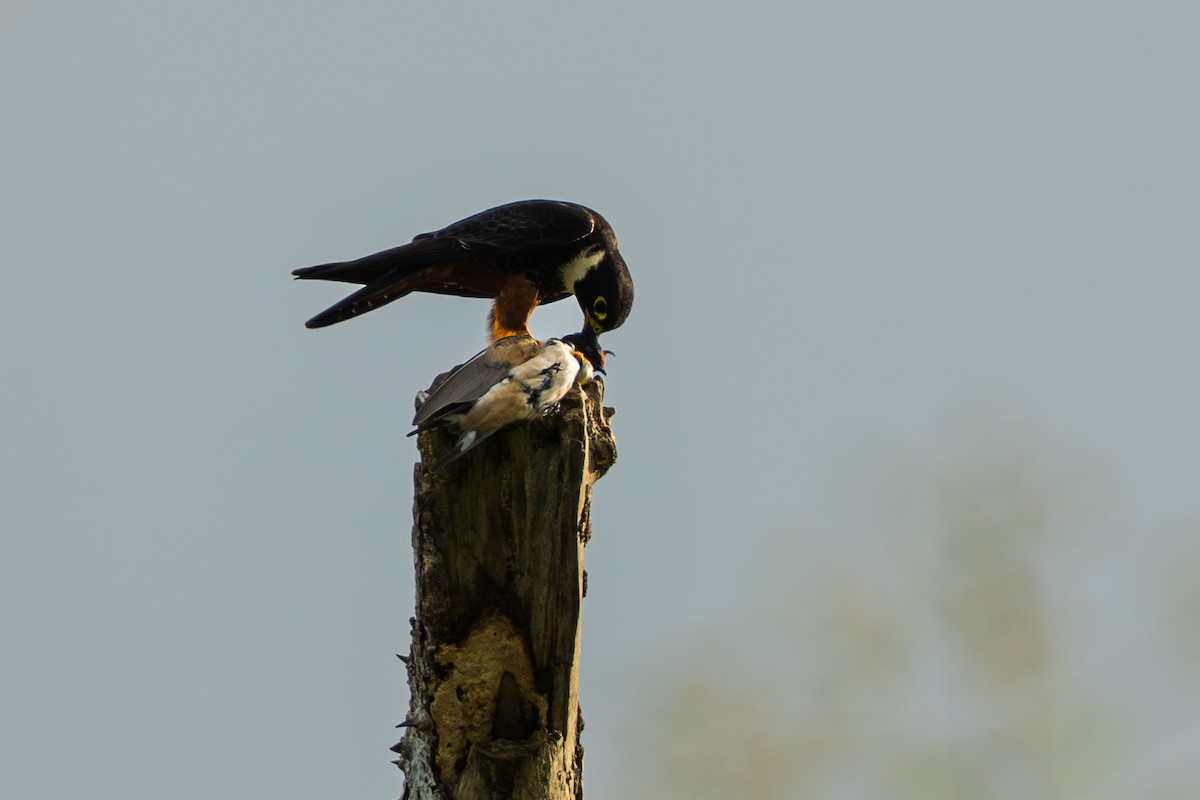 Bat Falcon - ML644556510