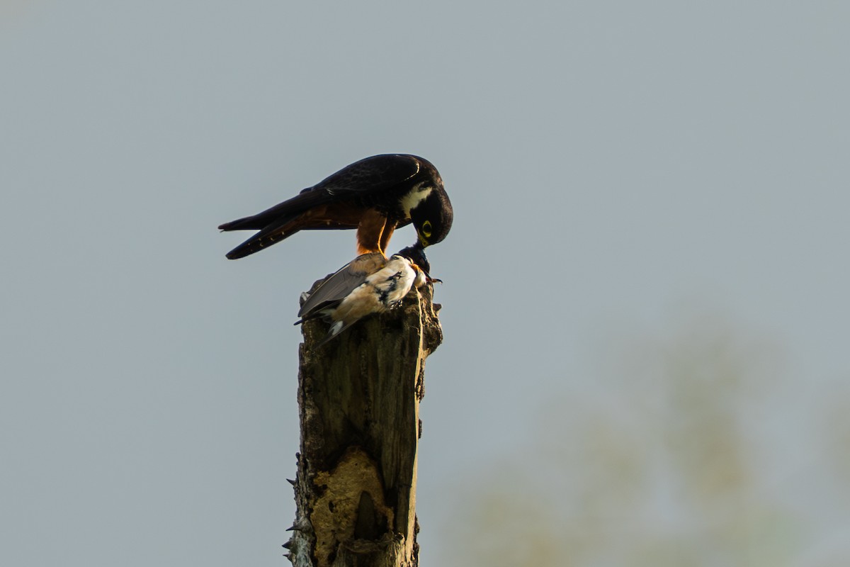 Bat Falcon - ML644556511