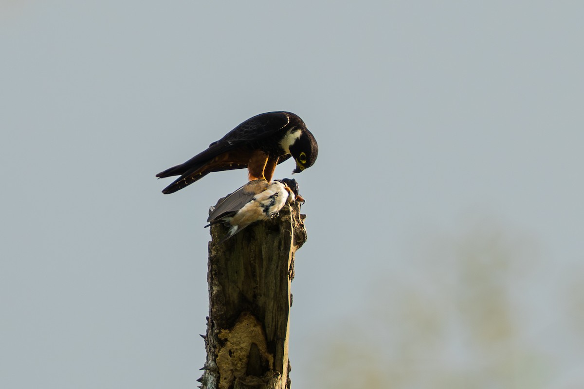 Bat Falcon - ML644556512