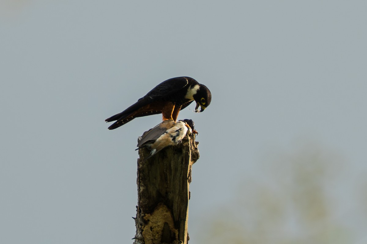 Bat Falcon - ML644556513