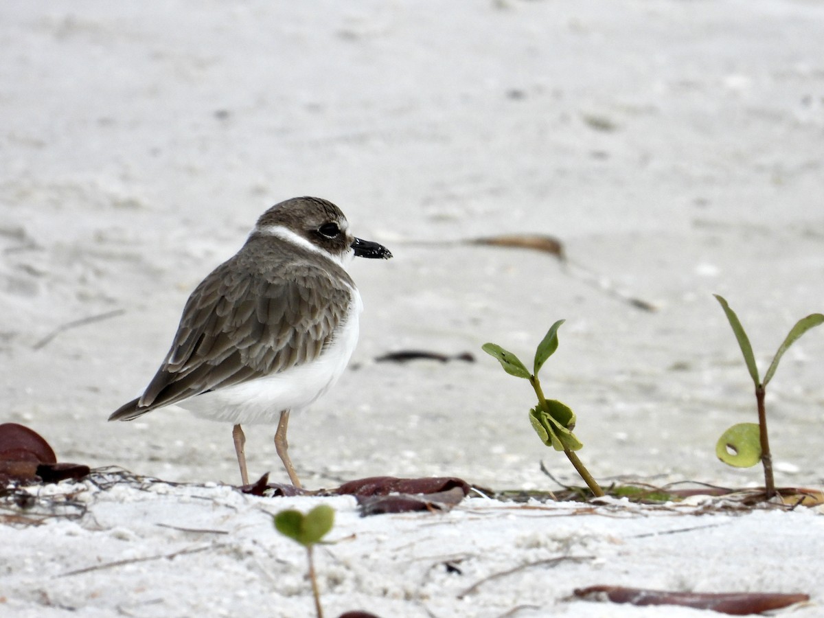 Wilson's Plover - ML644556514