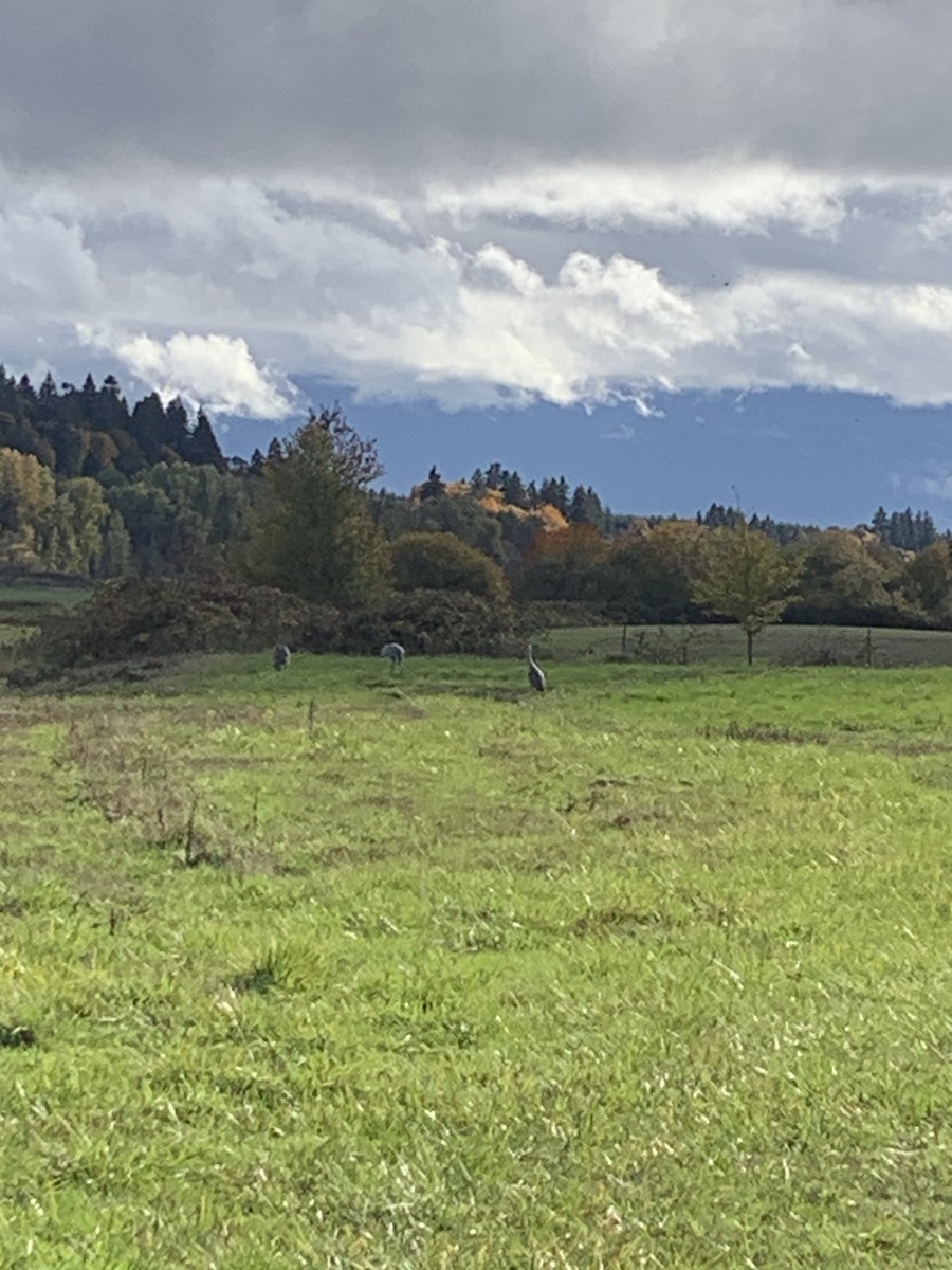Sandhill Crane - ML644556515