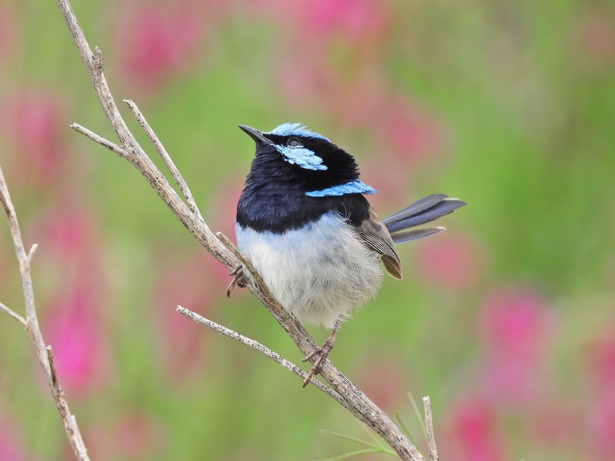 Superb Fairywren - ML644556516