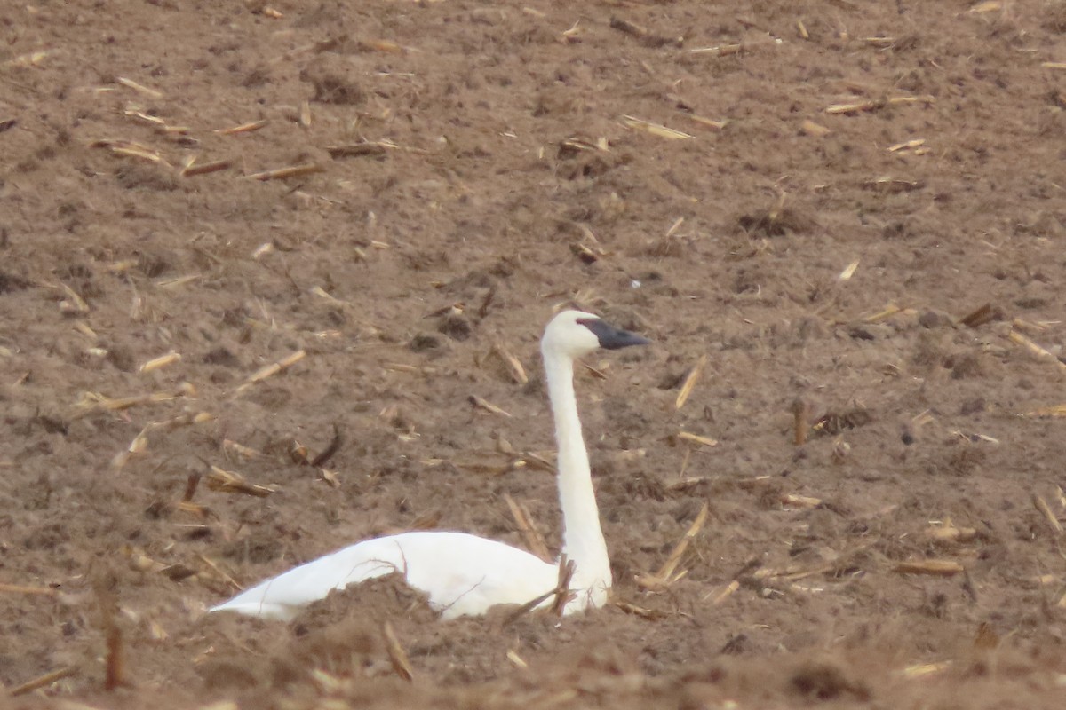Trumpeter Swan - ML644556519