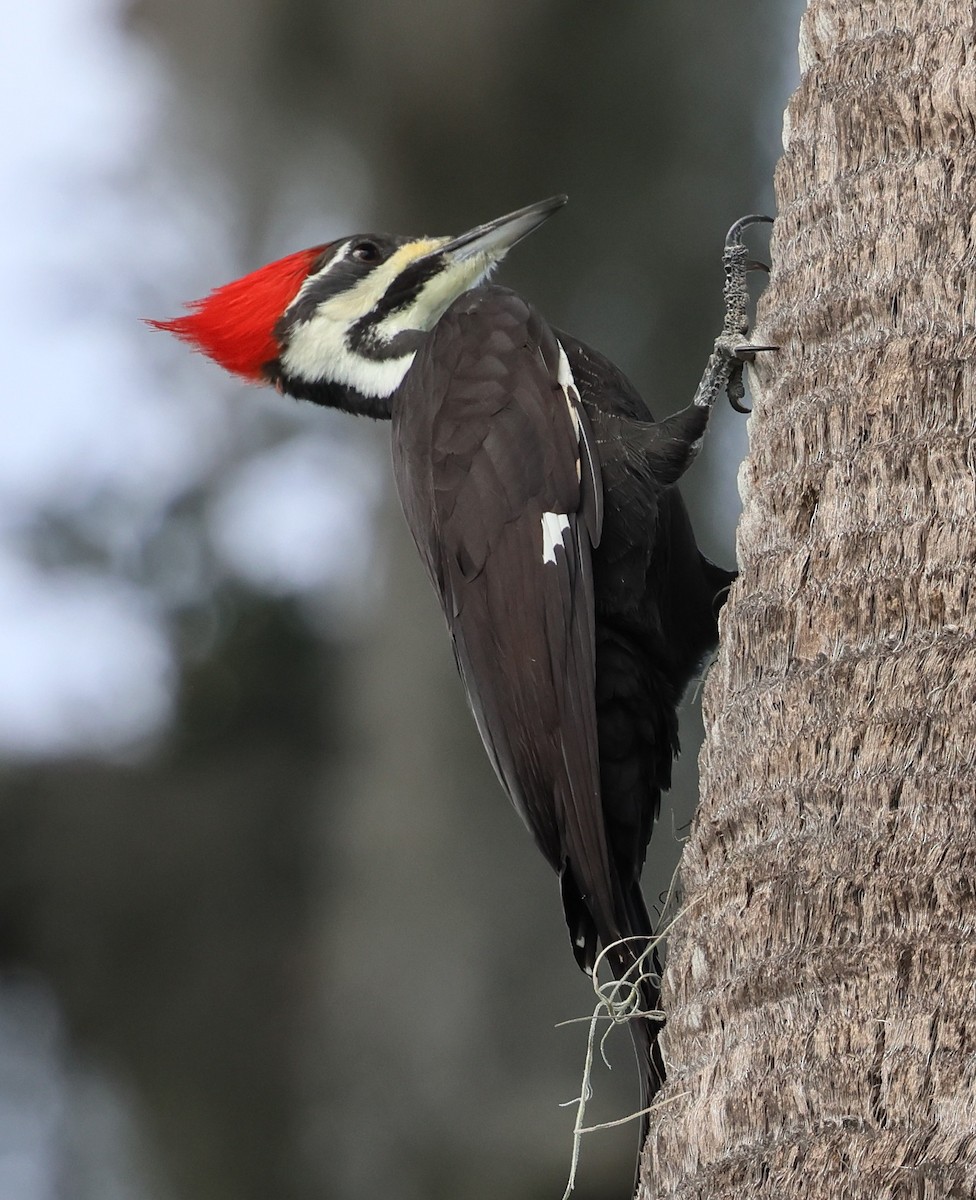 Pileated Woodpecker - ML644556521