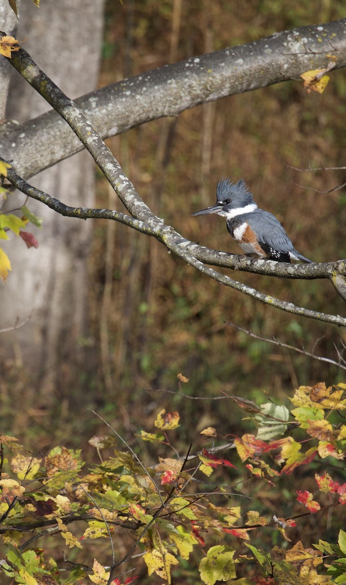 Belted Kingfisher - ML644556524