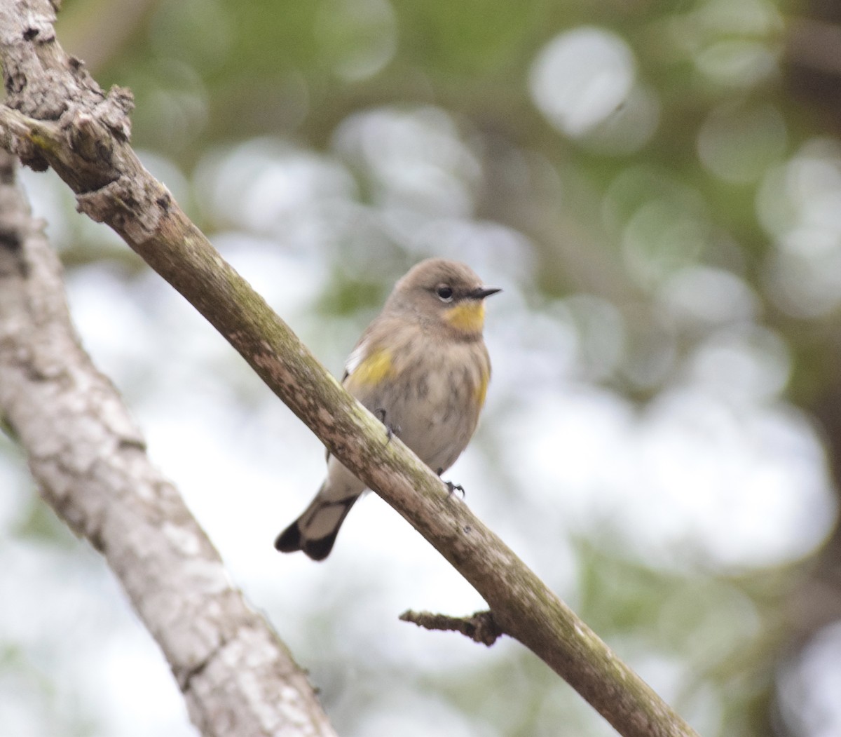 Yellow-rumped Warbler (Audubon's) - ML644556526