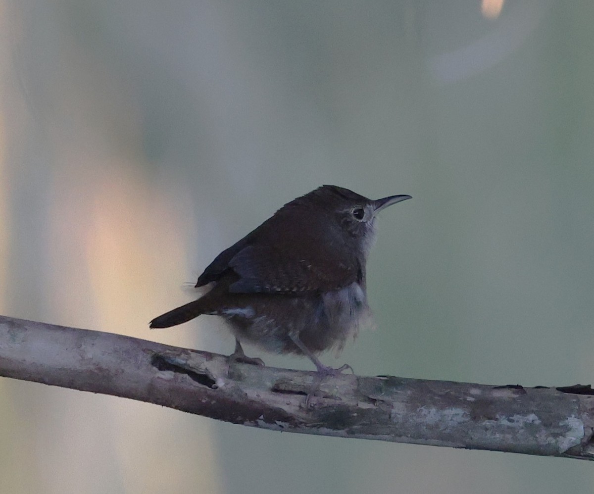 Northern House Wren - ML644556528