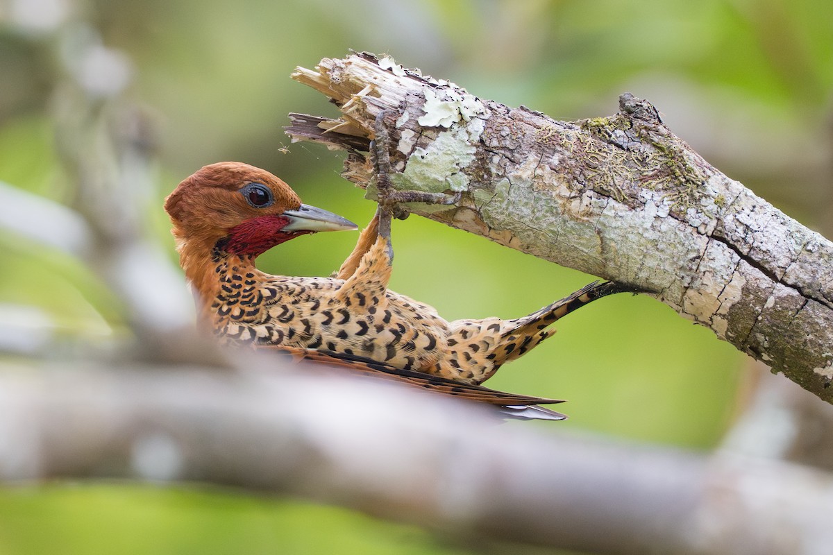 Cinnamon Woodpecker - ML644556529