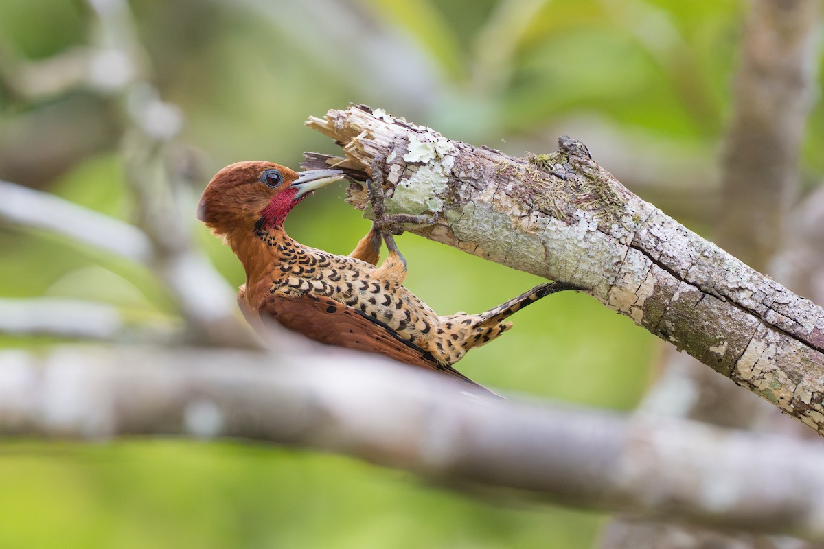Cinnamon Woodpecker - ML644556530