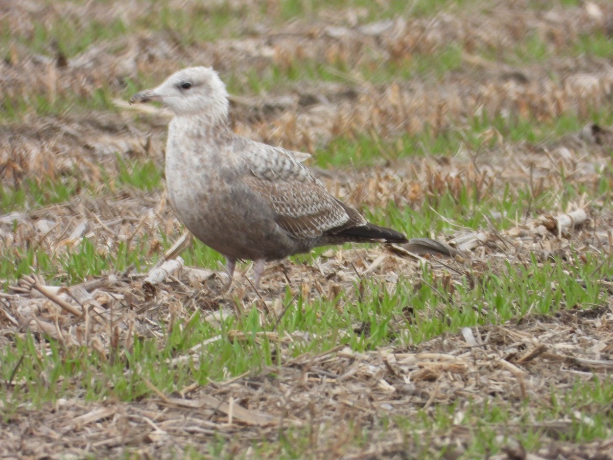 American Herring Gull - ML644556539