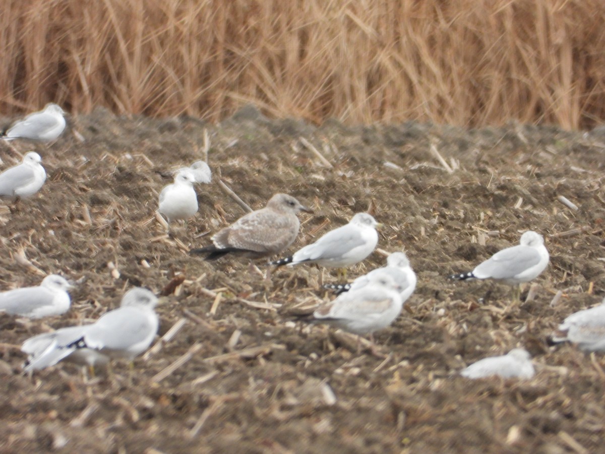 American Herring Gull - ML644556542