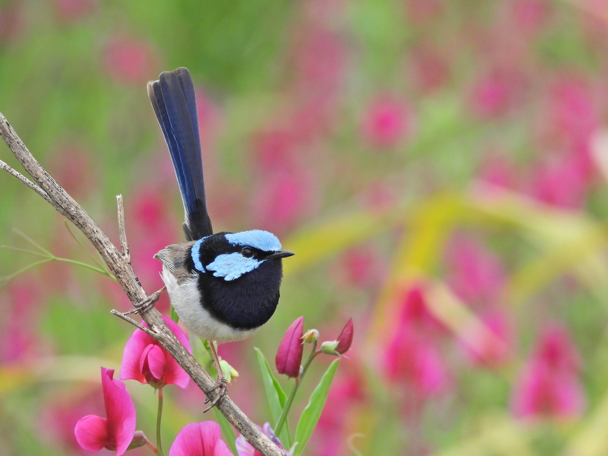 Superb Fairywren - ML644556549