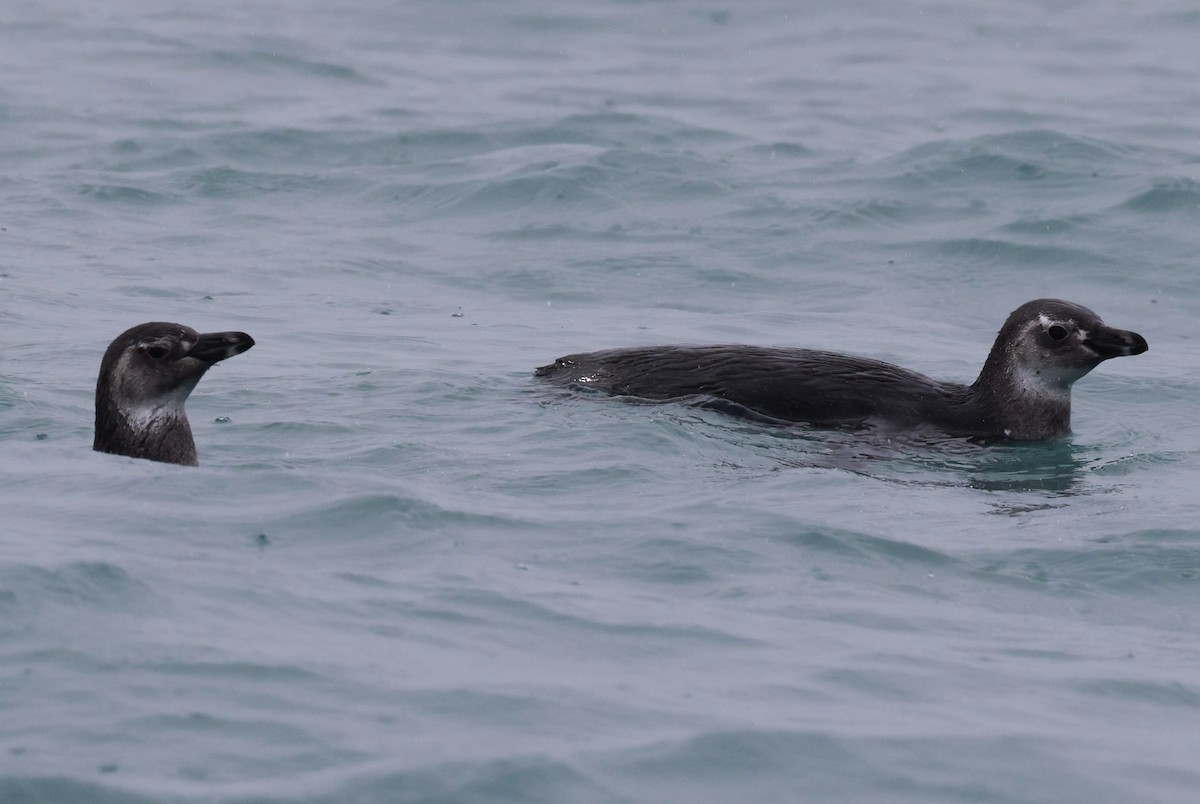 tučňák magellanský - ML644556554