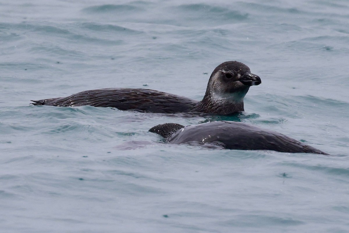 tučňák magellanský - ML644556558