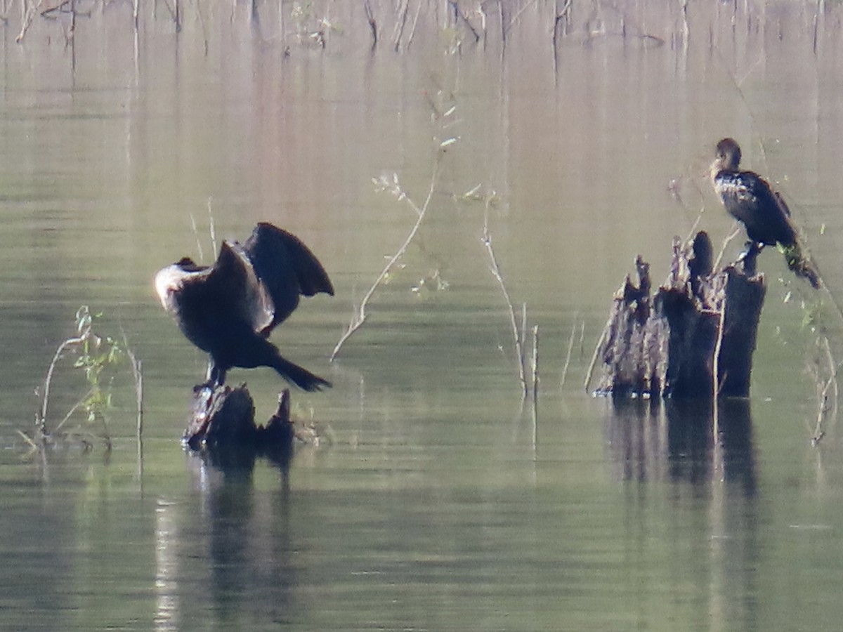 Double-crested Cormorant - ML644556561