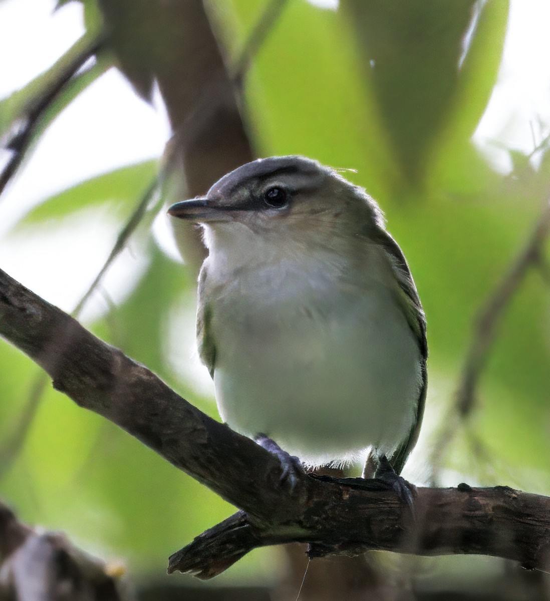 Red-eyed Vireo - ML644556563