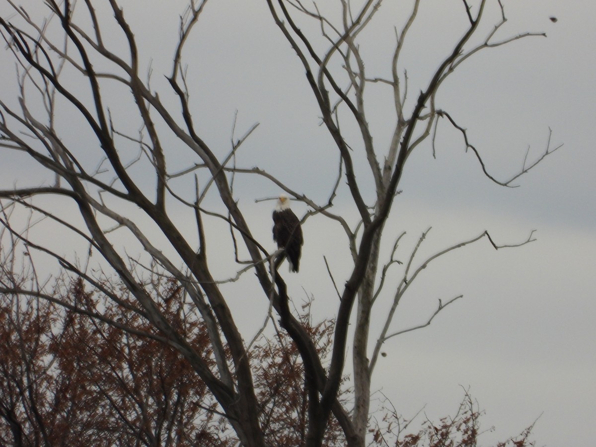 Bald Eagle - ML644556564
