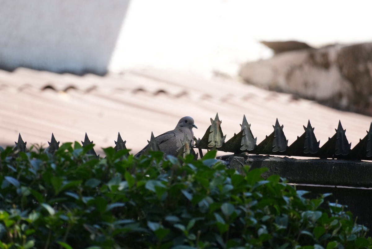 Zenaida belarriduna - ML644556565