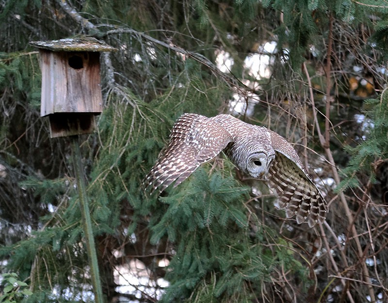 Barred Owl - ML644556566