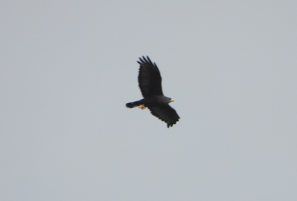Zone-tailed Hawk - ML644556568