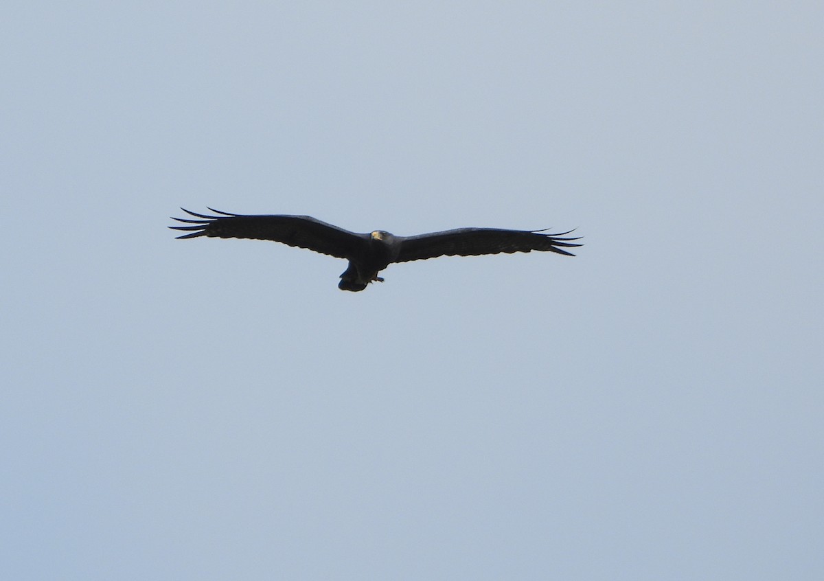 Zone-tailed Hawk - ML644556570