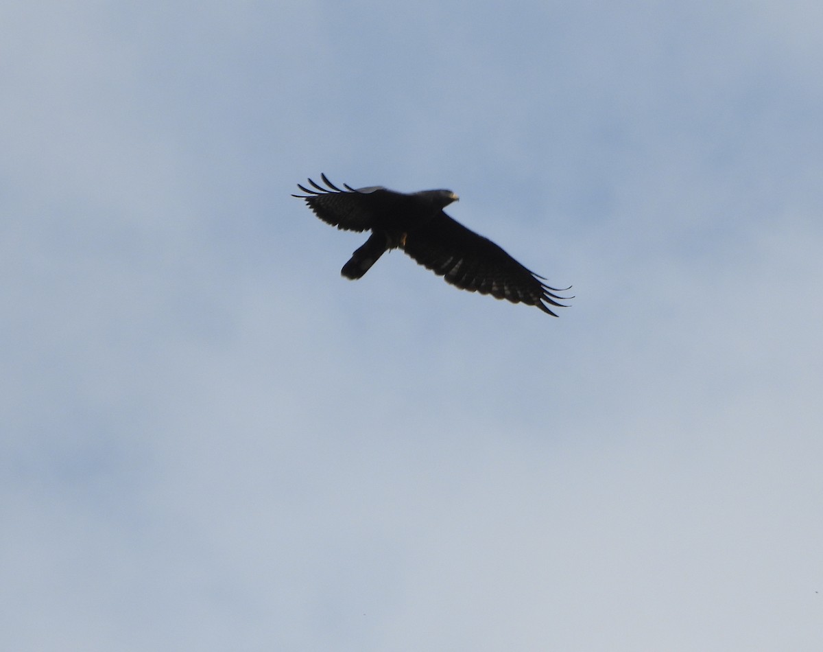 Zone-tailed Hawk - ML644556571