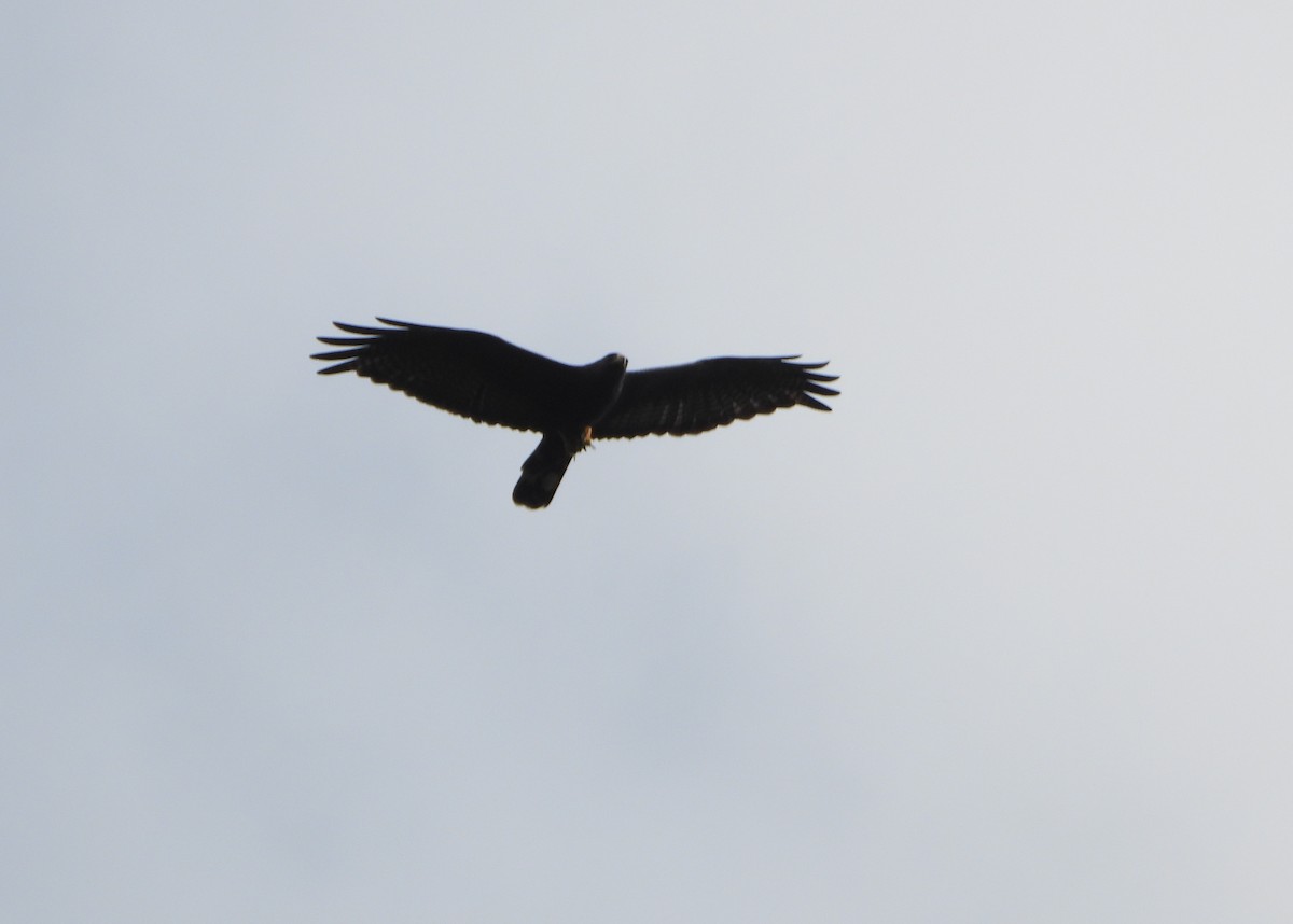 Zone-tailed Hawk - ML644556572