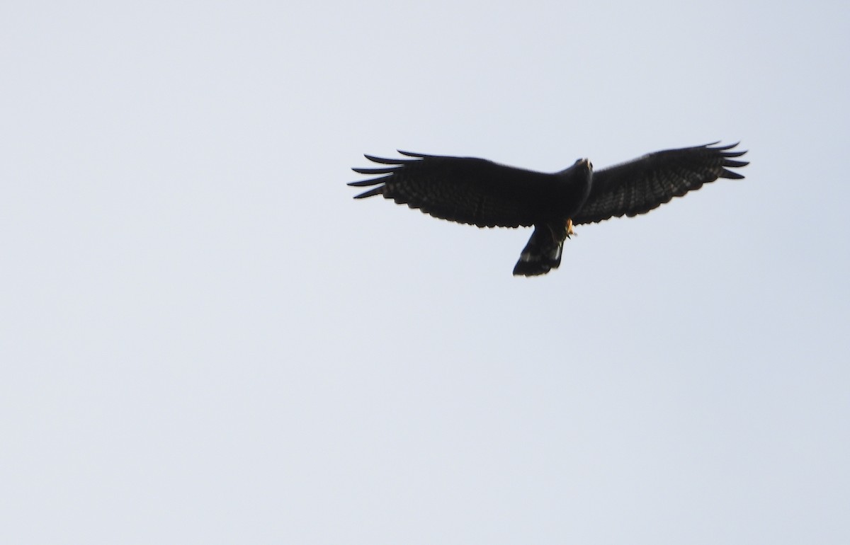 Zone-tailed Hawk - ML644556574