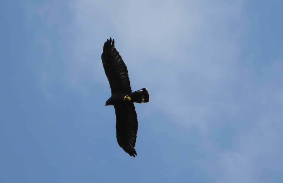 Zone-tailed Hawk - ML644556576